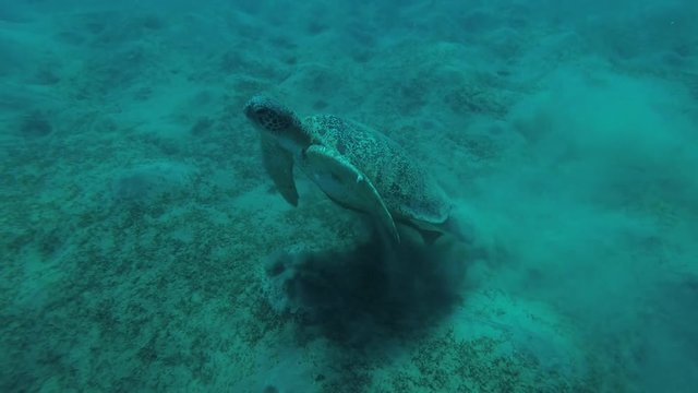 Big male Green Sea Turtle (Chelonia mydas) with Remora fish (Echeneis naucrates) floats to surface of water for breathes, Red sea, Marsa Alam, Abu Dabab, Egypt
