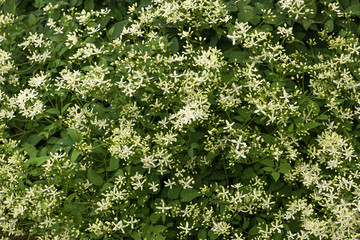 clematis many white flowers in the garden