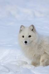 Naklejka premium Arctic fox_0000006091_3