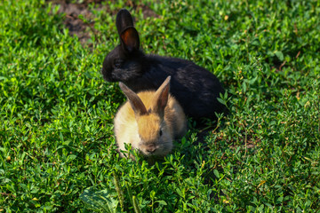 black and red little funny rabbit with long ears