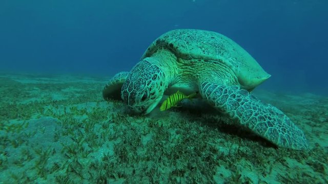 Leucism - Big male Green Sea Turtle with Remora fish and Golden Trevally eats the sea grass on a sandy bottom, Red sea, Marsa Alam, Abu Dabab, Egypt
