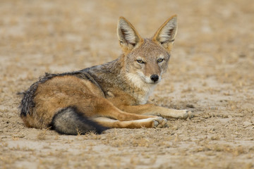 Black Backed Jackal lay down to rest in Kalahari
