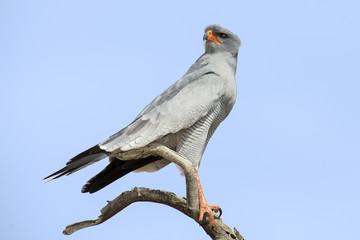 Male Pale Chanting Goshawk sitting in a tree against blue Kalahari sky