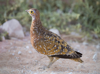 Wattled Starling drinking water at a waterhole in Kalahari