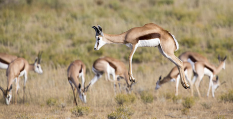 Springbok herd prancing on a plain in the Kgalagadi