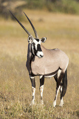 Lone Oryx standing on a grassy plain in the hot Kalahari sun