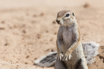 One Ground Squirrel looking for food in dry Kalahari sand