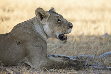 Close-up of a lioness lying down to rest on soft Kalahari sand