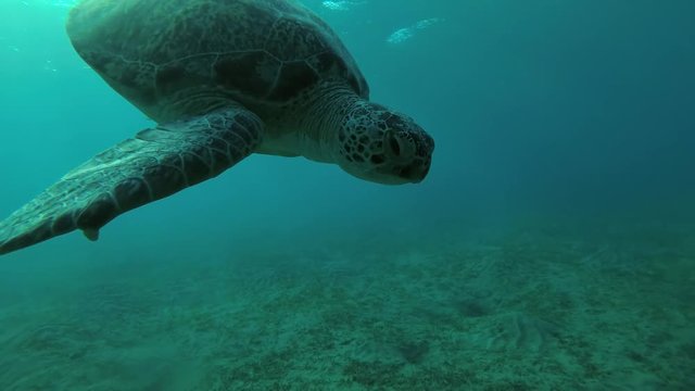 Green Sea Turtle (Chelonia mydas) with Remora fish (Echeneis naucrates) dives to the bottom, Red sea, Marsa Alam, Abu Dabab, Egypt 
