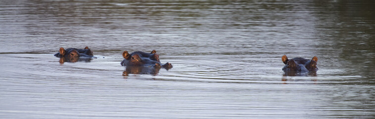 Fototapeta premium Heads of three hippo sticking out of the water to hide from a summer day
