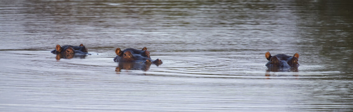 Heads of three hippo sticking out of the water to hide from a summer day