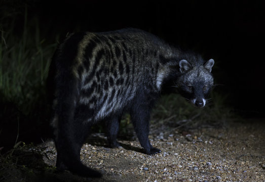 Close-up of a Civet Cat in a spotlight at night