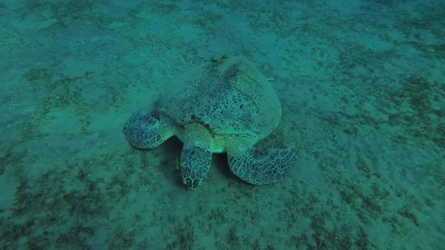 Leucism - Big male Green Sea Turtle (Chelonia mydas) with Remora fish (Echeneis naucrates) eats sea grass on a sandy bottom, Red sea, Marsa Alam, Abu Dabab, Egypt

