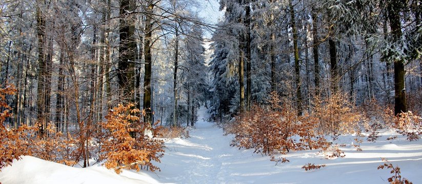 Fototapeta Wald im Winter