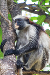 редкая занзибарская обезьяна красный колобус сидит на ветке