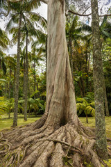 log of an old australien gum tree with big roots in a park on san miguel azores