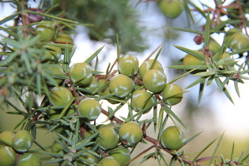 Cones of juniper