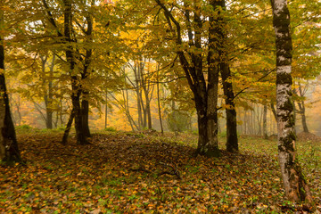 Obraz premium Scenic landscape of autumn forest