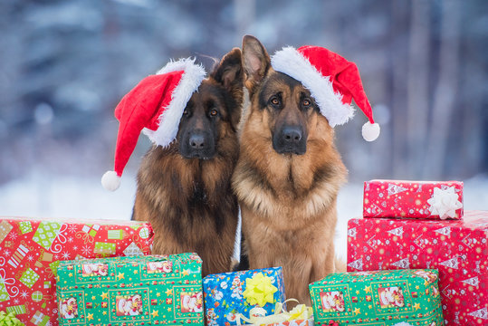 Two german shepherd dogs dressed in  christmas hats sitting near the christmas gifts
