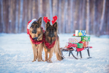 Two german shepherd dogs dressed like christmas reindeers, with sleigh and gifts