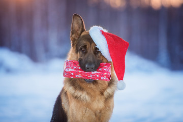 German shepherd dog dressed in a christmas hat holding a gift in its mouth