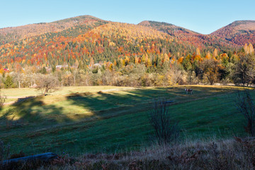 Fototapeta premium Autumn Carpathians (Ukraine).