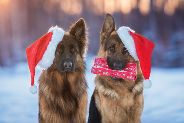 Two german shepherd dogs dressed in a christmas hats 