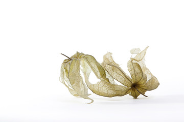 verbl&uuml;hte Sch&ouml;nheit