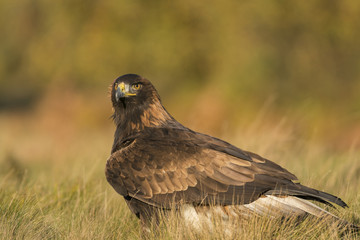 Fototapeta premium Golden Eagle_0000008993806