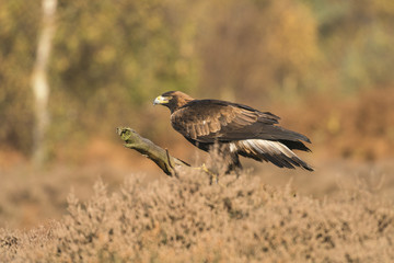 Golden Eagle_0000008993813_2