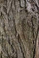 bark of tree texture