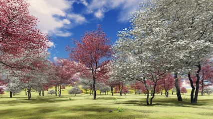 Flowering dogwood trees in orchard in spring time 3d rendering