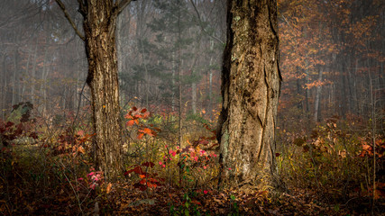 Shagbark hickory tree at morning in late autumn in Stokes State Forest, New Jersey