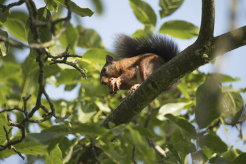 Squirrel sitting high in a tree eating a nut