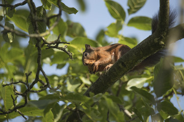 Squirrel sitting in a tree eating a nut