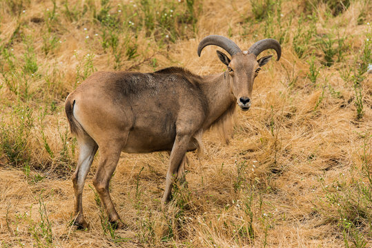 Himalayan Tahr (Mountain goat) in the mountains in souther California