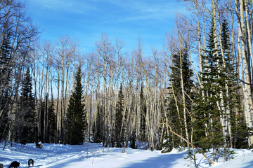 trees in winter
