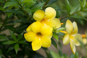 Allamanda