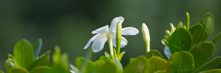 Fleur de Tiare © Tomfry