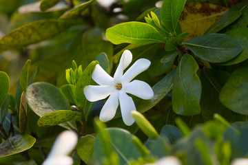 Fleur de Tiare