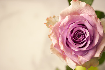 Rose. Beautiful pink rose. Fresh and soft color. Macro.