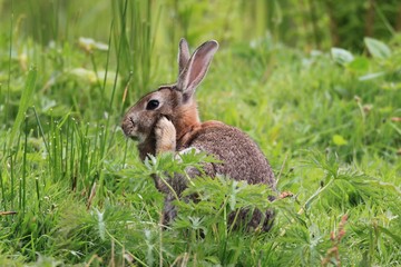 confused rabbit