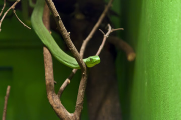 Aufnahme einer gr&uuml;nen Schlange frontal in einem Terrarium &uuml;ber einen Ast schl&auml;ngelnd fotografiert im September 2013