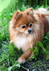 dog breed pomeranian  spitz on green grass
