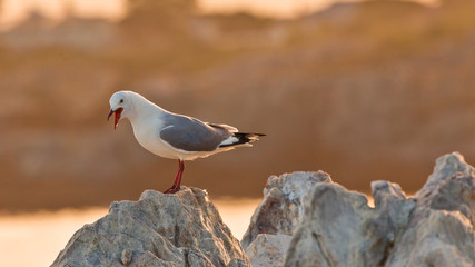 Obraz premium Aufnahme einer Möwe stehend auf einem Felsen mit geöffnetem Schnabel freigestellt vor unscharfem Hintergrund fotografiert in Hermanus Südafrika im September 2013