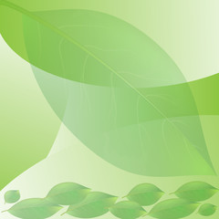 Fototapeta na wymiar vector illustration of a bright green leaves