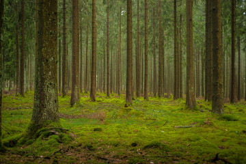 Douglas Fir Forest 
