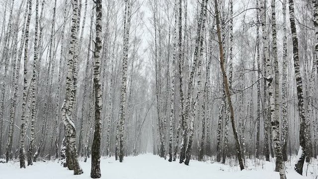 Snowfall in the birch forest
