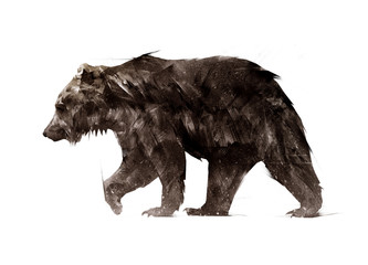 Fototapeta premium kolor pomalowany po stronie chodzącego niedźwiedzia