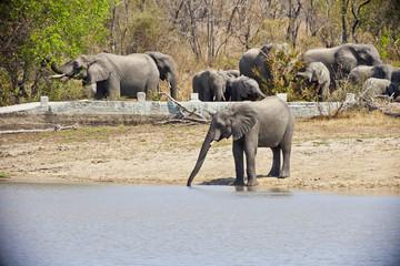 Aufnahme einer Elefantenherde an einem Wasserlooch im Krüger Nationalpark tagsüber fotografiert in Südafrika im September 2013